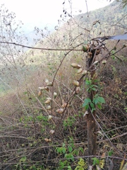 Furcraea guerrerensis