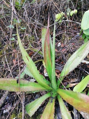 Furcraea guerrerensis