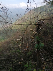 Furcraea guerrerensis