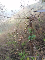 Furcraea guerrerensis