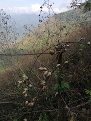 Furcraea guerrerensis