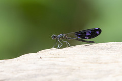 Aristocypha fenestrella