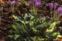 Colchicum speciosum
