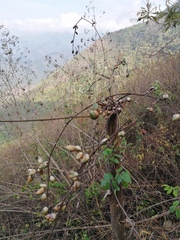 Furcraea guerrerensis