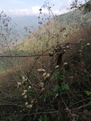 Furcraea guerrerensis