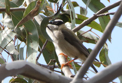 Melithreptus gularis gularis