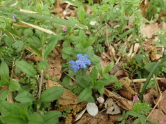 Omphalodes