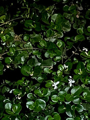 Carissa macrocarpa