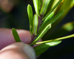 Aspidoglossum heterophyllum