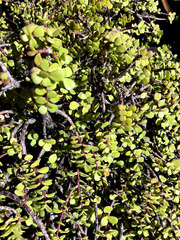 Portulacaria afra