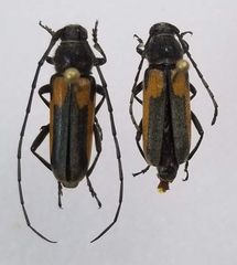 Crossidius suturalis melanipennis
