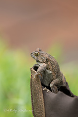 Sclerophrys pusilla