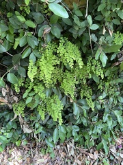 Adiantum capillus-veneris
