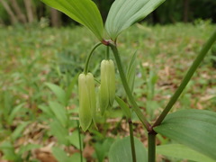 Disporum sessile