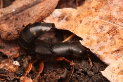 Dinothenarus badipes