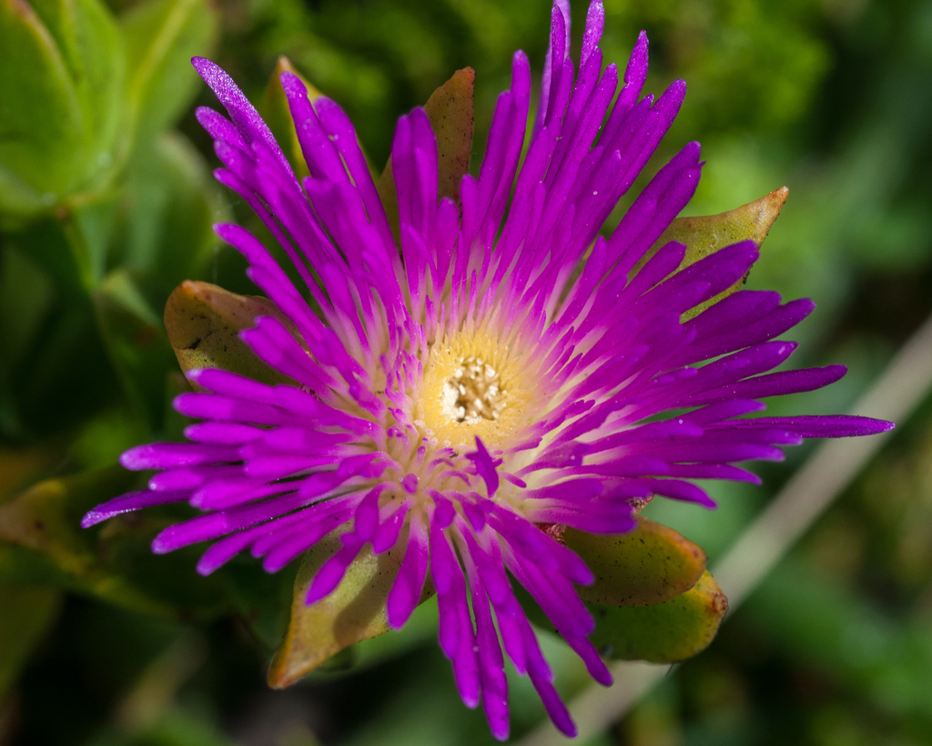 Mesembryanthemum marginatum N.E.Br.