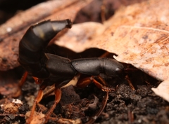 Dinothenarus badipes