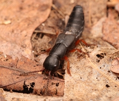 Dinothenarus badipes