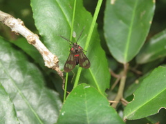 Phoeniostacta haematabasis