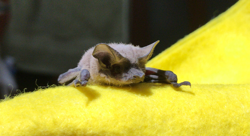 photo of Mexican Free-tailed Bat (Tadarida brasiliensis)