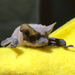 photo of Mexican Free-tailed Bat (Tadarida brasiliensis)