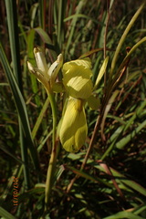 Moraea spathulata
