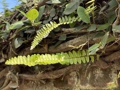 Nephrolepis cordifolia