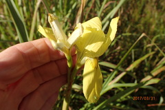 Moraea spathulata