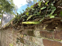 Nephrolepis cordifolia