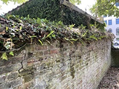 Nephrolepis cordifolia