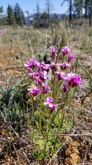 Arabis aculeolata