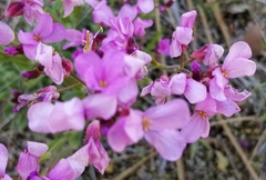 Arabis aculeolata