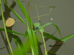 Micrathyria aequalis