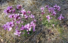 Arabis aculeolata