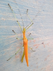 Tithonophasma tithonus