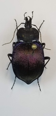 Scaphinotus elevatus flammeus