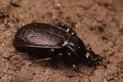 Sphaeroderus