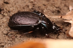 Sphaeroderus