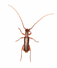 Ossibia fuscata