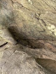 Pseudacris cadaverina