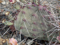 Opuntia azurea