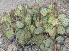Opuntia azurea