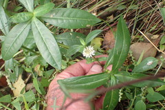Alternanthera philoxeroides