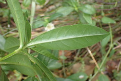 Alternanthera philoxeroides