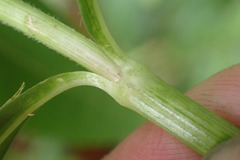 Alternanthera philoxeroides