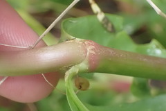 Alternanthera philoxeroides