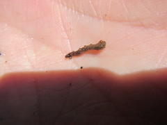 Aphrophila