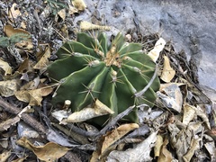 Ferocactus echidne victoriensis