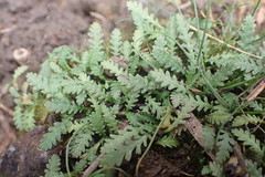 Leptinella tenella