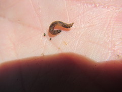 Aphrophila
